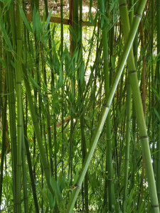 Bambus im Forstbotanischen Garten 