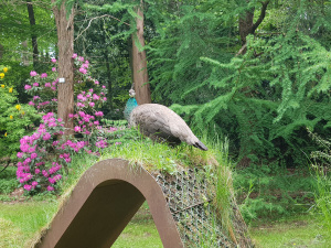 Pfau im Forstbotanischen Garten Rodenkirchen
