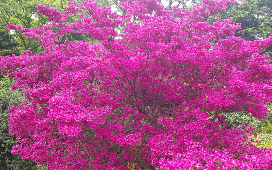 Zu den Rhododendren: Führung Forstbotanischer Garten Rodenkirchen am 29. April 2026