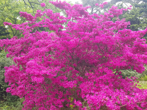 Blühende Rhododendren im Forstbotanische Garten Roddenkirchen